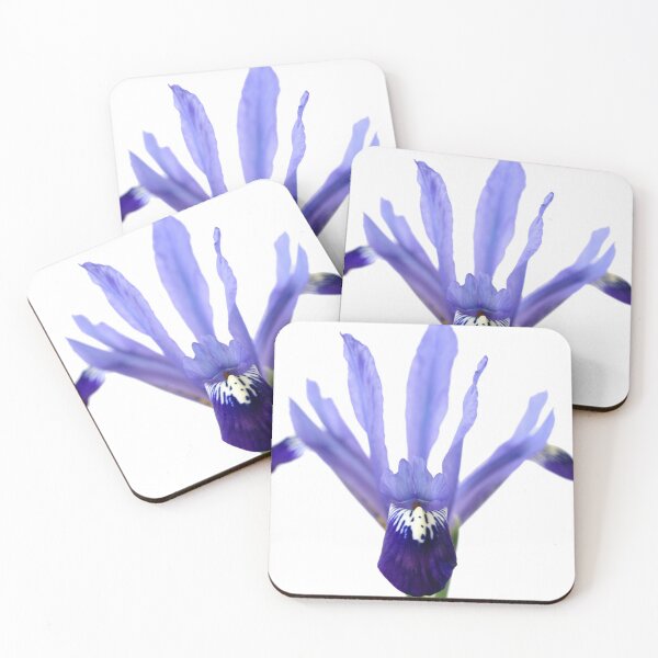 Item preview, Iris 'Fabiola' Reticulata designed and sold by Chris Burrows.