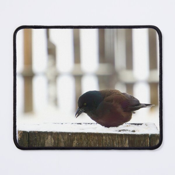 Item preview, Cowbird Feeding on a Snowy Post designed and sold by Vivar Photo.