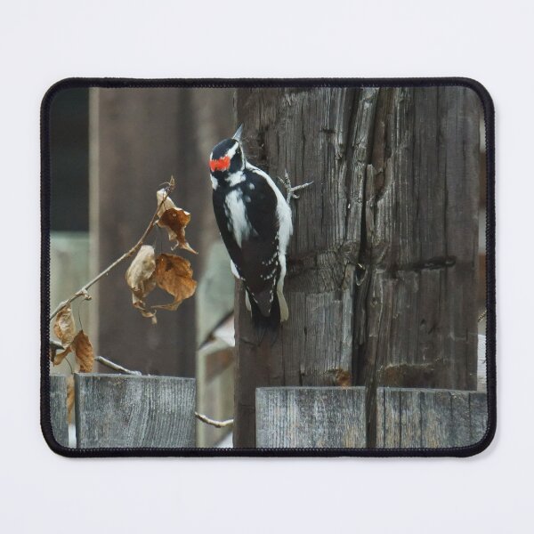 Item preview, Woodpecker Pecking designed and sold by Vivar Photo.