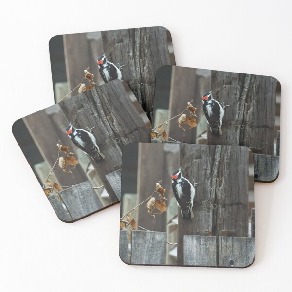 Item preview, Woodpecker Pecking designed and sold by Vivar Photo.
