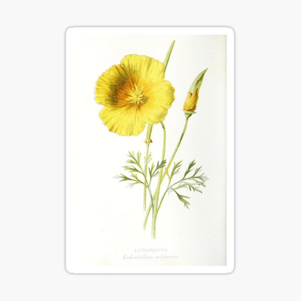 Item preview, California poppy - Eschscholzia californica (1883) designed and sold by HeartOldArt.