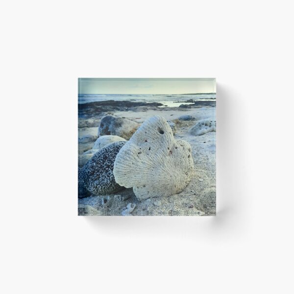 Item preview, Coral on a Beach at Morning Cool Tones designed and sold by Kizzydesign.