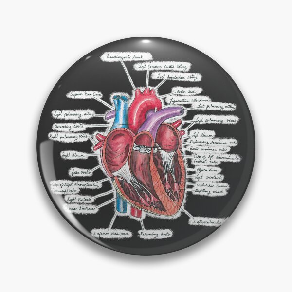 Item preview, Healthy Heart (on black) | Heart Anatomy | Medical Illustration designed and sold by Karli Mogen.