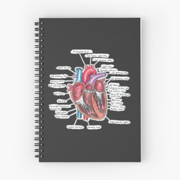 Item preview, Healthy Heart (on black) | Heart Anatomy | Medical Illustration designed and sold by Karli Mogen.
