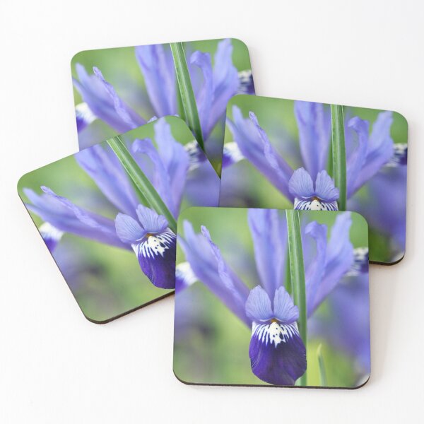 Item preview, Iris 'Fabiola' Reticulata designed and sold by Chris Burrows.