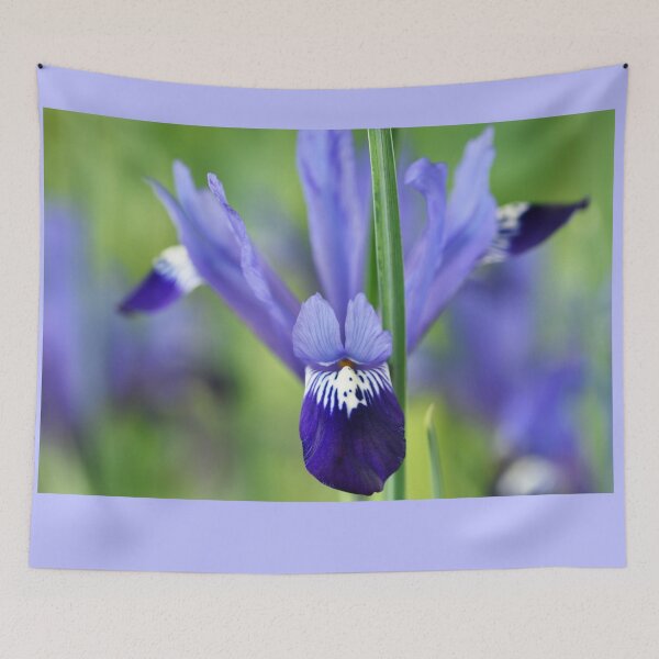 Item preview, Iris 'Fabiola' Reticulata designed and sold by Chris Burrows.