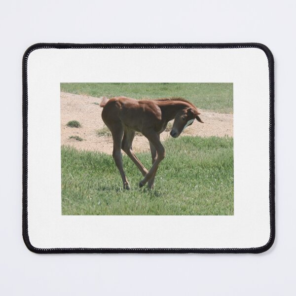Item preview, Chestnut foal cantering in a paddock designed and sold by EquusEducation.