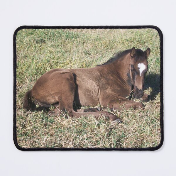Item preview, Foal resting in a grassy paddock designed and sold by EquusEducation.