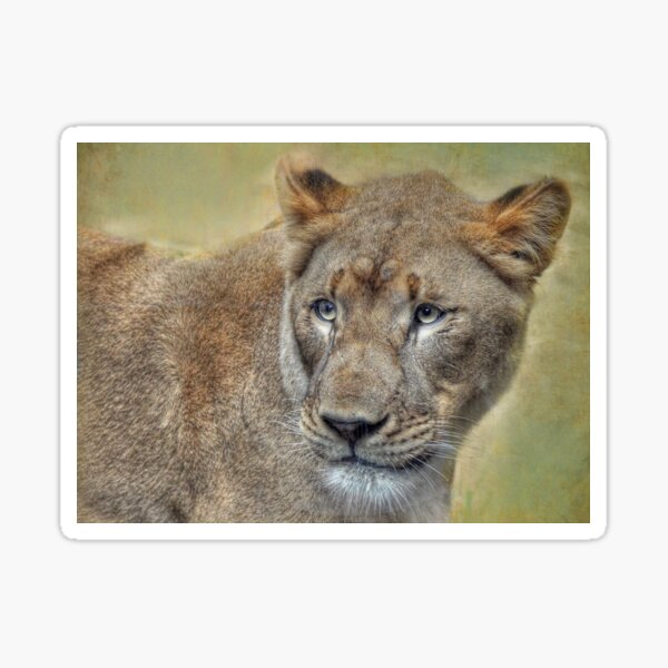 Item preview, Lioness  designed and sold by Savannah Gibbs.