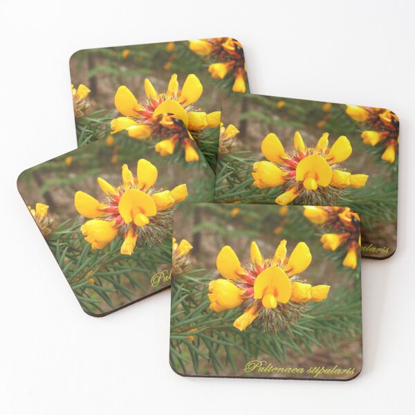 Item preview, Pultenaea stipularis - labelled (Handsome Bush Pea) designed and sold by Arcane Botanica.