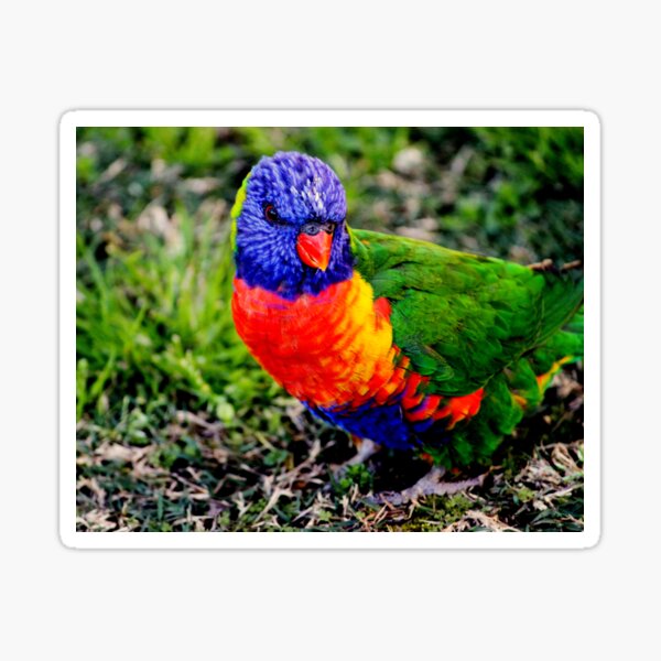 Colourful Bird - Rainbow Lorikeet Sticker