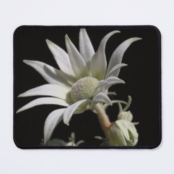 Item preview, Flannel Flower-01 designed and sold by RickLionheart.