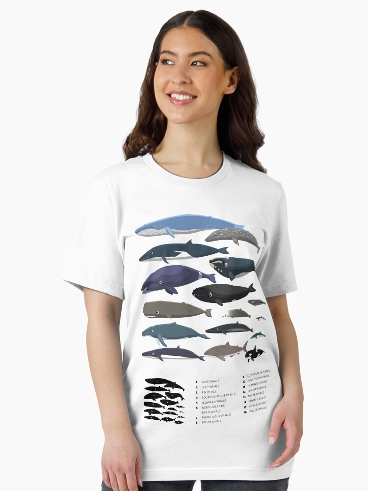 Whale Species size comparison set