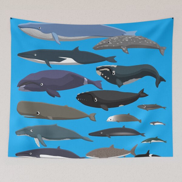 Item preview, Whale Species size comparison set designed and sold by SUPERHERON.