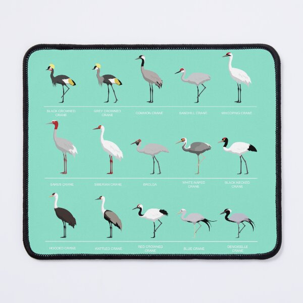 Item preview, Crane Bird Species Comparison Set designed and sold by SUPERHERON.