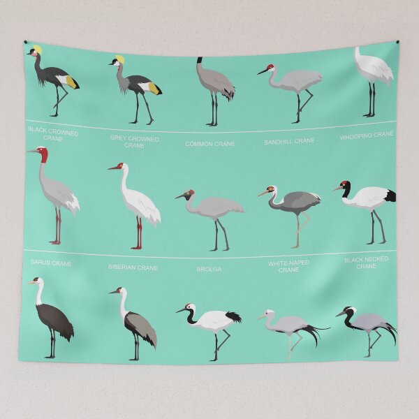 Item preview, Crane Bird Species Comparison Set designed and sold by SUPERHERON.