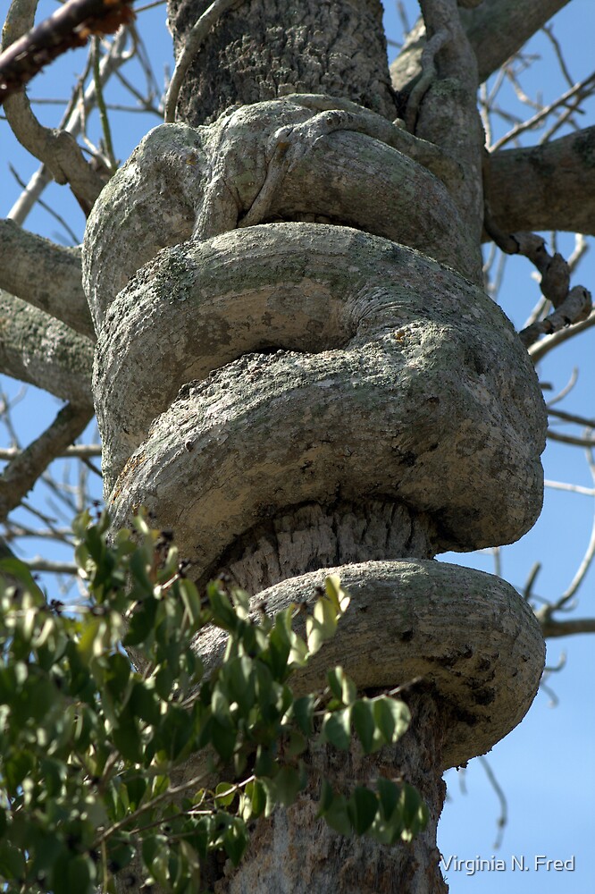 "Strangler Fig Tree Natural Art" by Virginia N. Fred | Redbubble