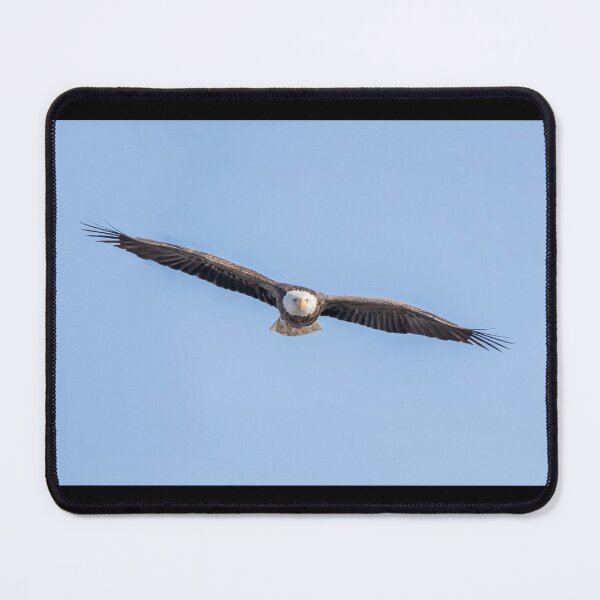 Item preview, Soaring eagle facing you designed and sold by KRFNatureGifts.
