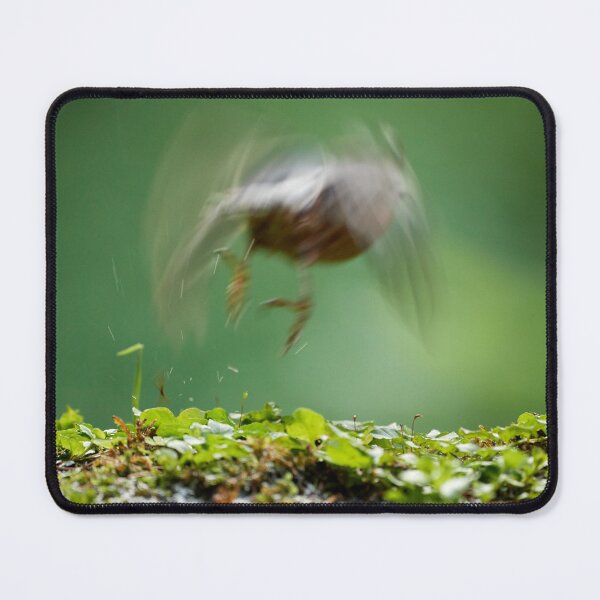 Item preview, “Take OFF Nuthatch (Sitta europaea)” designed and sold by Andreas Koerner.