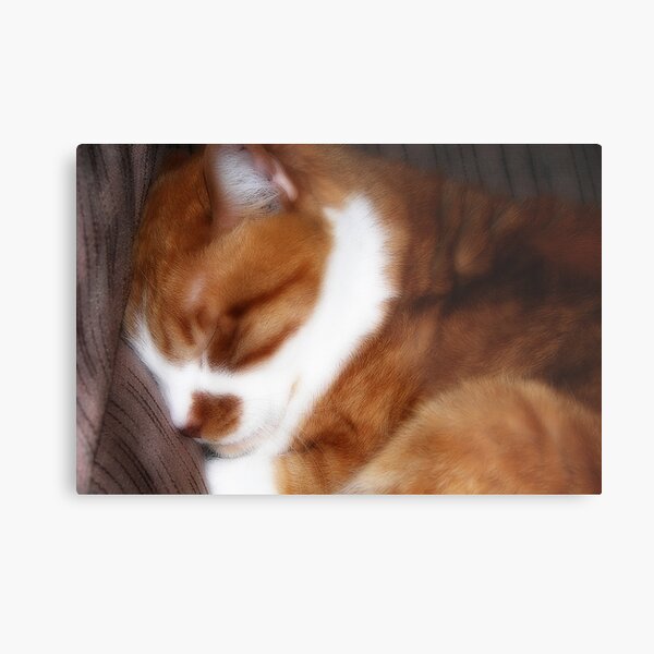 Bubba Metal Print