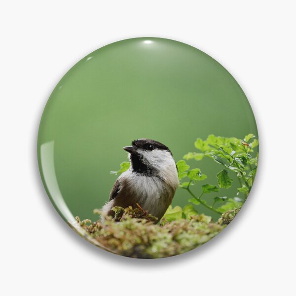 Item preview, Coal Tit (Periparus ater) designed and sold by Andreas Koerner.