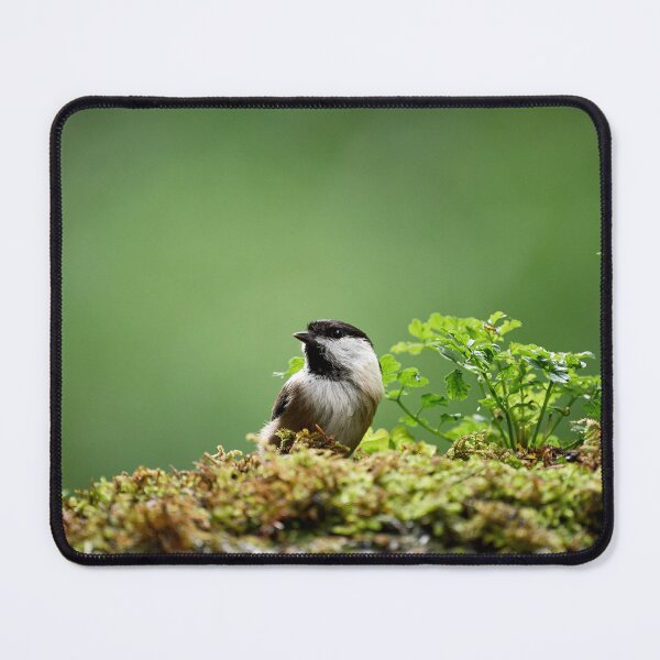 Item preview, Coal Tit (Periparus ater) designed and sold by Andreas Koerner.