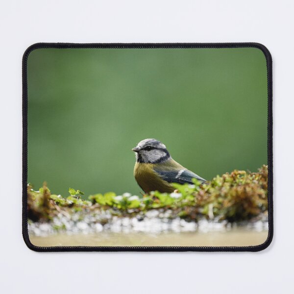 Item preview, Blue Tit (Cyanistes caeruleus) designed and sold by Andreas Koerner.