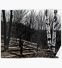 Two Trees Poster