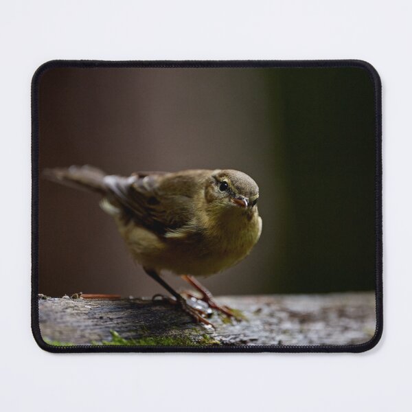 Item preview, Chiffchaff (Phylloscopus collybita) designed and sold by Andreas Koerner.