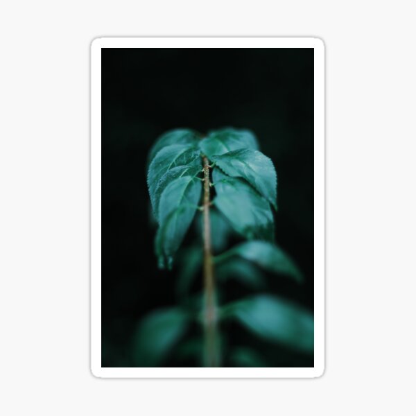 Vine Sticker