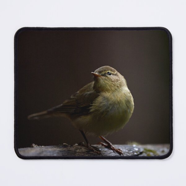 Item preview, Chiffchaff (Phylloscopus collybita) designed and sold by Andreas Koerner.