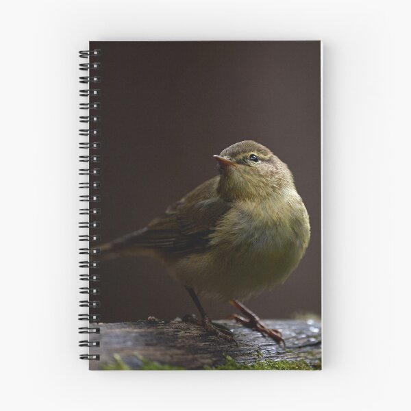 Item preview, Chiffchaff (Phylloscopus collybita) designed and sold by Andreas Koerner.