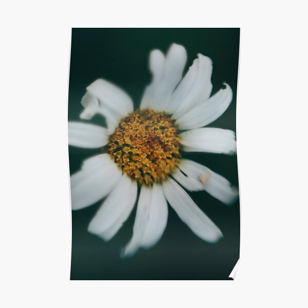 Close up Daisy Poster