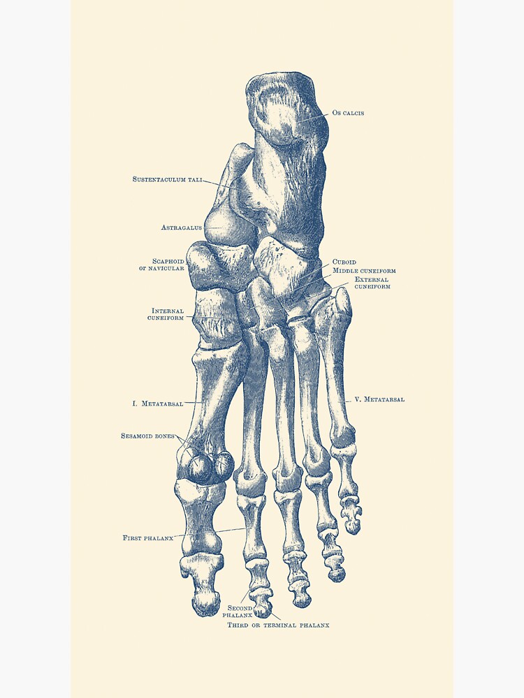 "Left Foot Skeletal Diagram" Sticker by VAposters | Redbubble