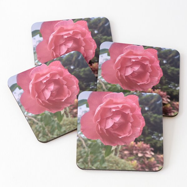 Item preview, Pink rose blooming designed and sold by natureprint2023.