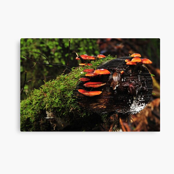 Hidden Treasure Canvas Print
