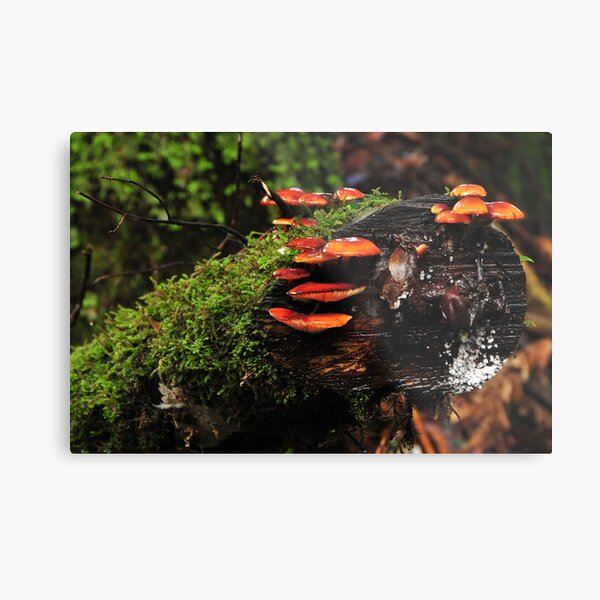 Hidden Treasure Metal Print