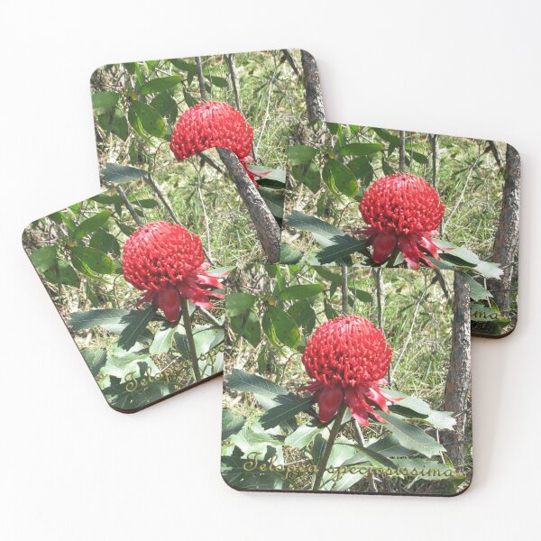 Item preview, Waratah (Telopea speciosissima) - labelled designed and sold by Arcane Botanica.