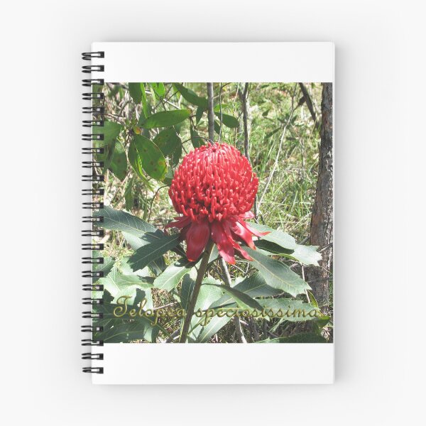 Item preview, Waratah (Telopea speciosissima) - labelled designed and sold by Arcane Botanica.