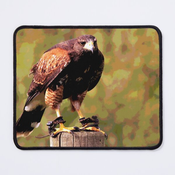 Item preview, Hawk  designed and sold by KingdomWildlife.