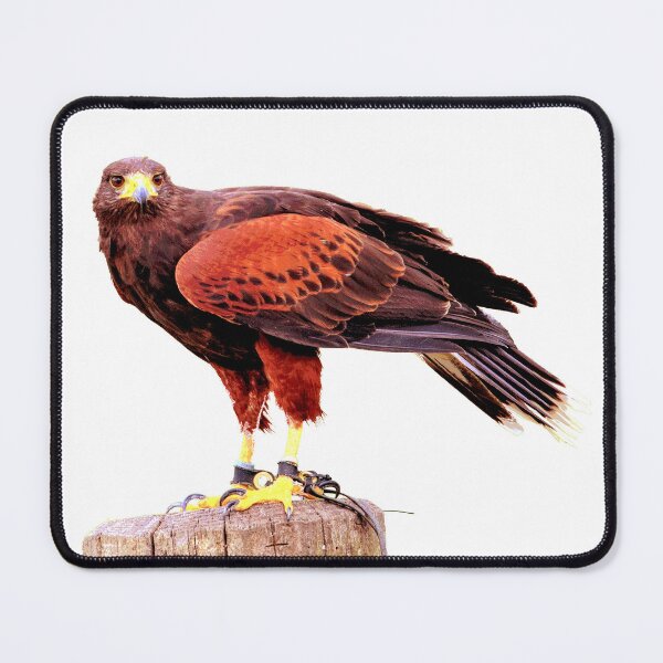 Item preview, Red Hawk  designed and sold by KingdomWildlife.