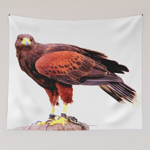 Item preview, Red Hawk  designed and sold by KingdomWildlife.