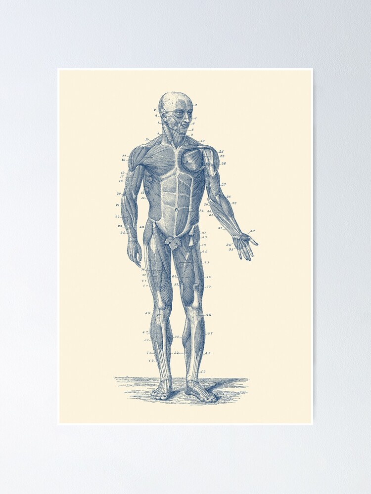 Human Muscle System Vintage Anatomy Poster For Sale By Vaposters