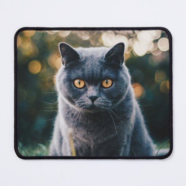 Item preview, British Shorthair Cat Photo designed and sold by TheAnimalZ00.