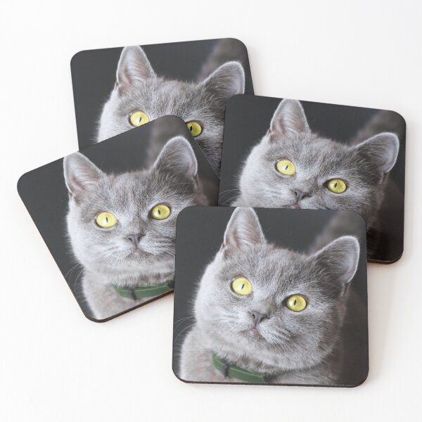 Item preview, British Shorthair Kitten designed and sold by TheAnimalZ00.