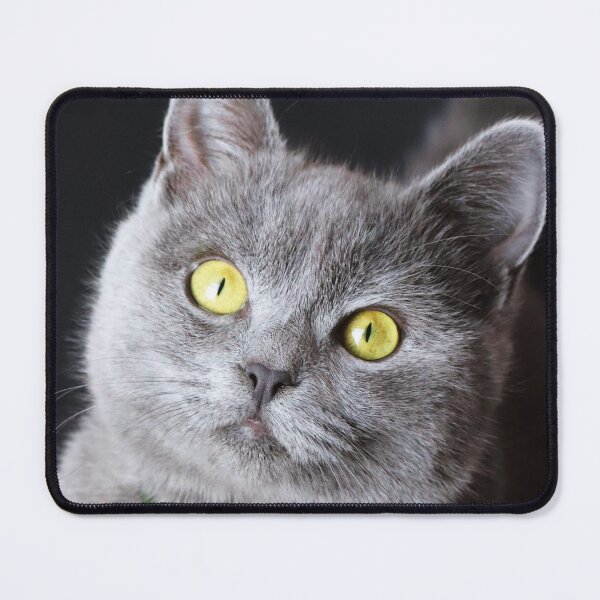 Item preview, British Shorthair Kitten designed and sold by TheAnimalZ00.