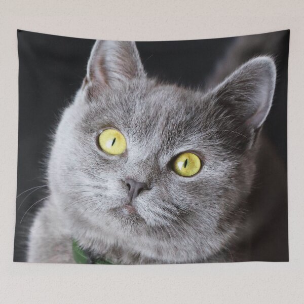 Item preview, British Shorthair Kitten designed and sold by TheAnimalZ00.