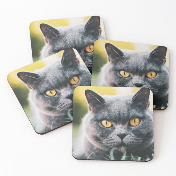 Item preview, Cute British Shorthair Photo designed and sold by TheAnimalZ00.