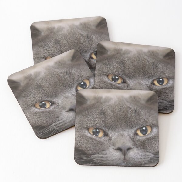 Item preview, Cute British Shorthair Photo designed and sold by TheAnimalZ00.