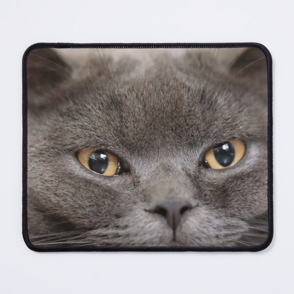 Item preview, Cute British Shorthair Photo designed and sold by TheAnimalZ00.